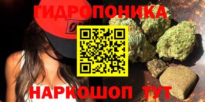 крисы Кингисепп